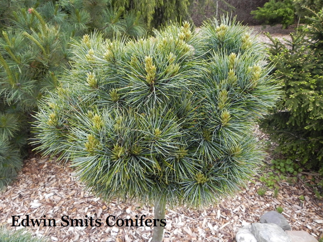 Pinus koraiensis 'Blue Ball' ('H.B. Böhlje')